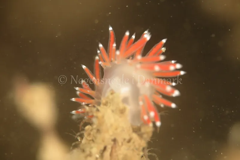 Microchlamylla gracilis - Skolevraget - Foto: Ib Sørensen