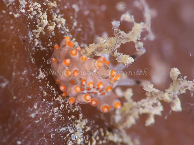 Amphorina viriola - Lyngsbo Strand - Foto: HP Ølgaard