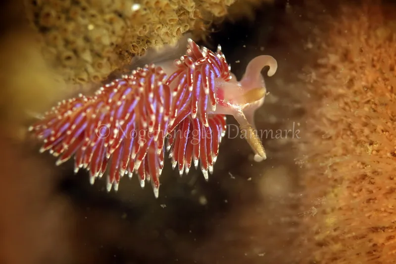 Facelina auriculata - Sophie S/S - Foto: Ib Sørensen