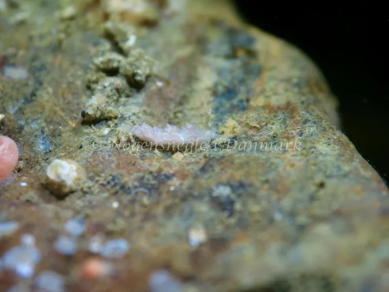 Favorinus branchialis - Lyngsbo Strand - Foto: HP Ølgaard