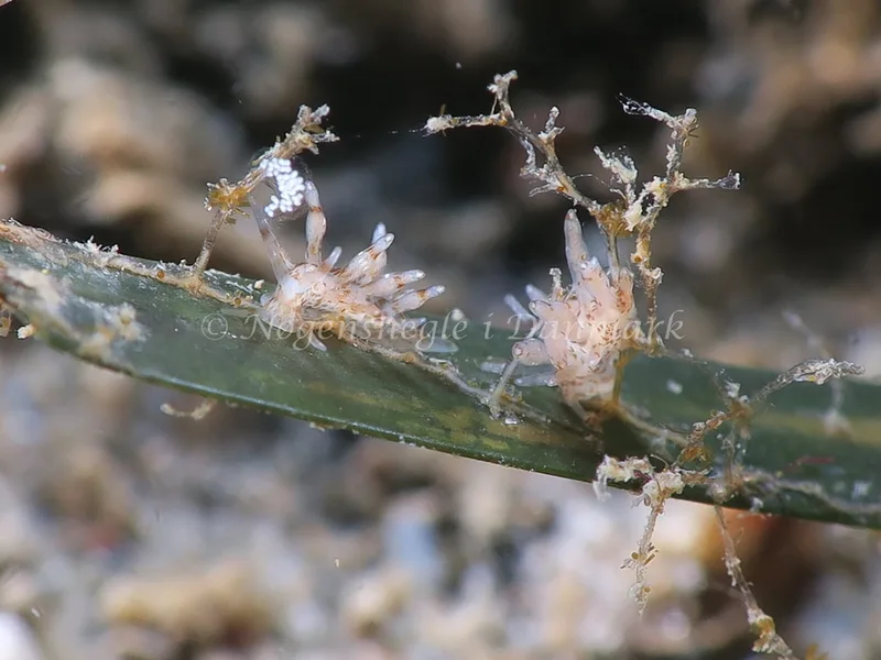 Eubranchus rupium - Lyngsbo Strand - Foto: HP Ølgaard
