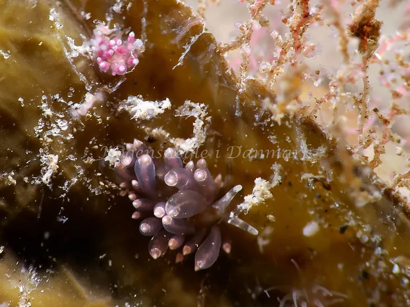 Amphorina viriola - Lyngsbo Strand - Foto: HP Ølgaard