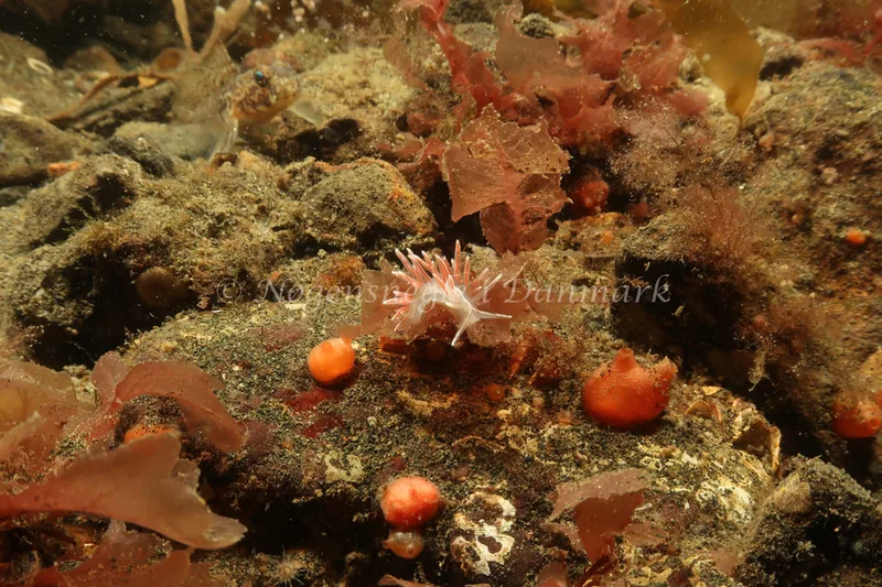 Gulenia monicae - Ammoniakhavnen - Foto: Søren Skov Nielsen