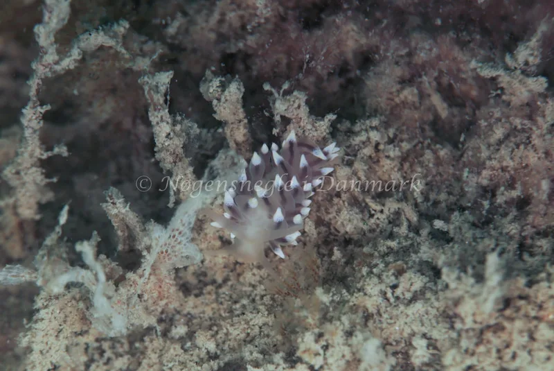 Eubranchus tricolor - Lønstrup - Foto: Ib Sørensen