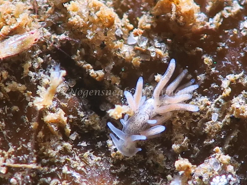 Tenellia adspersa - Ammoniakhavnen - Foto: HP Ølgaard