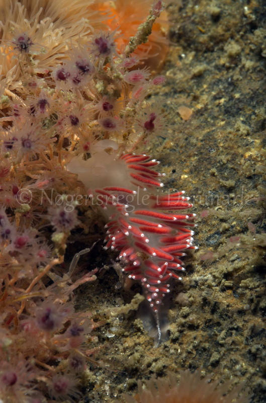 Foto: Jørn Ari ....... Flabellina verrucosa -- www.nudibranchia.dk