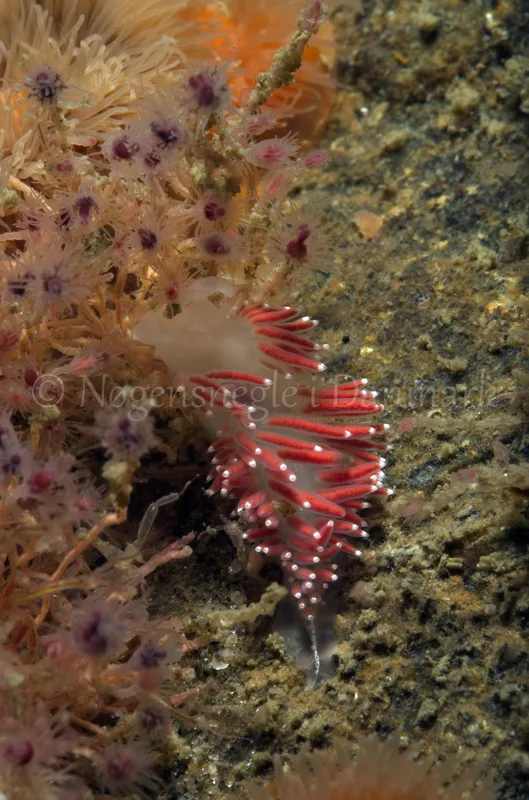 Foto: Jørn Ari ....... Flabellina verrucosa -- www.nudibranchia.dk
