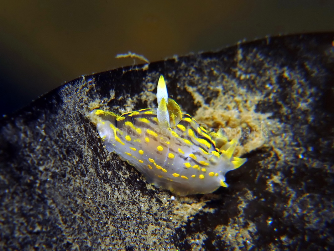 Foto: Tina Malmgren ....... Polycera quadrilineata -- www.nudibranchia.dk