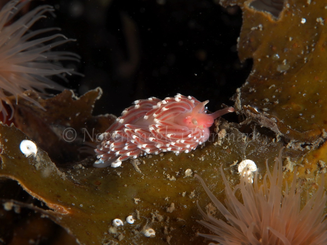 Foto: Peter R. Hansen ....... Facelina bostoniensis -- www.nudibranchia.dk