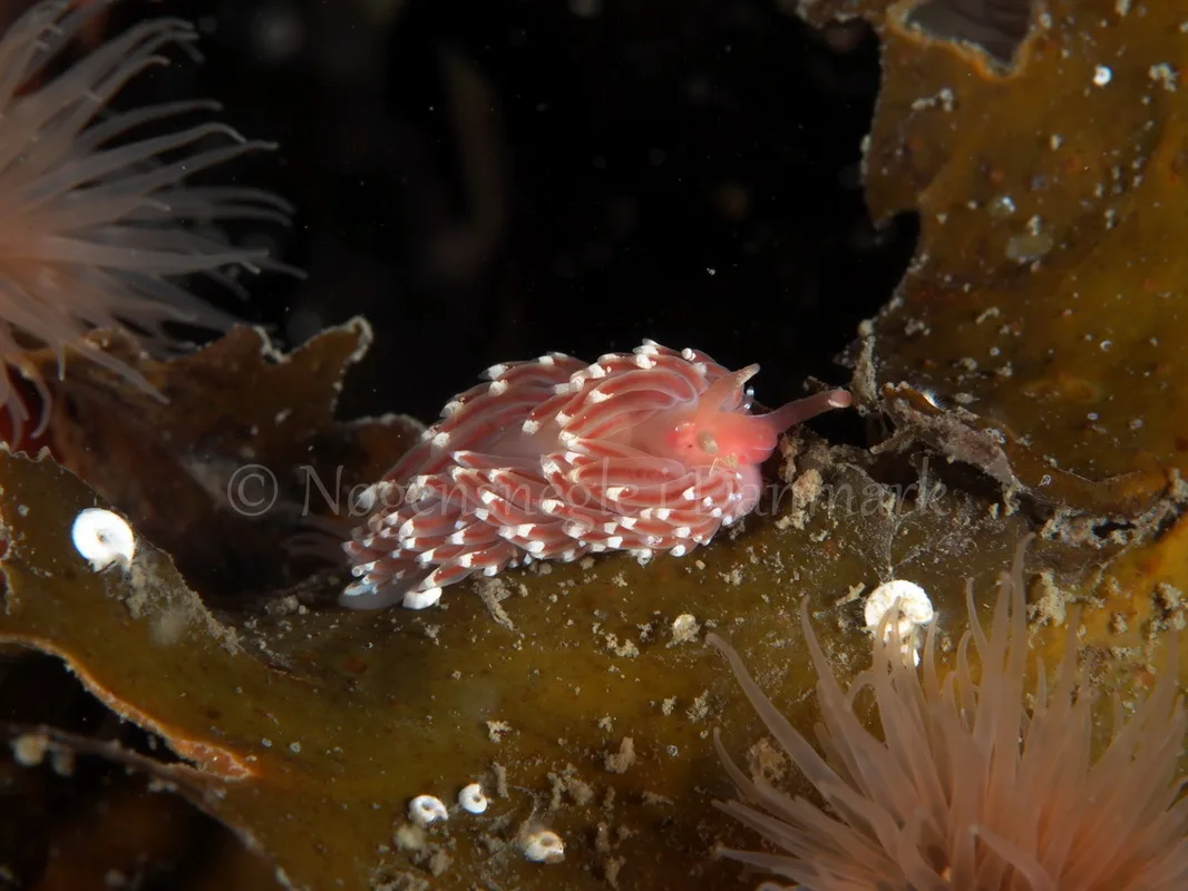 Foto: Peter R. Hansen ....... Facelina bostoniensis -- www.nudibranchia.dk