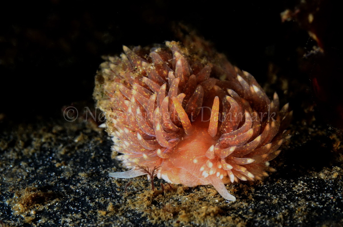 Foto: Henrik Obsen ....... Aeolidia papillosa - www.nudibranchia.dk - Nøgensnegle i Danmark