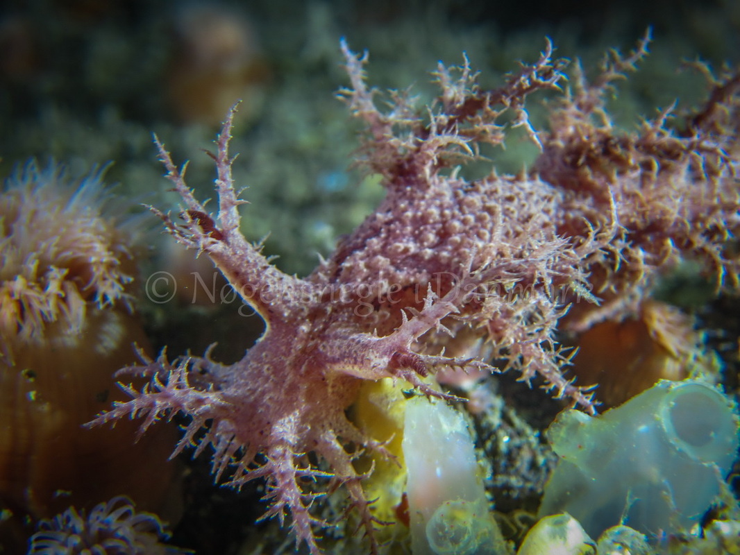 Foto: Claus Neupart ....... Dendronotus frondosus -- www.nudibranchia.dk
