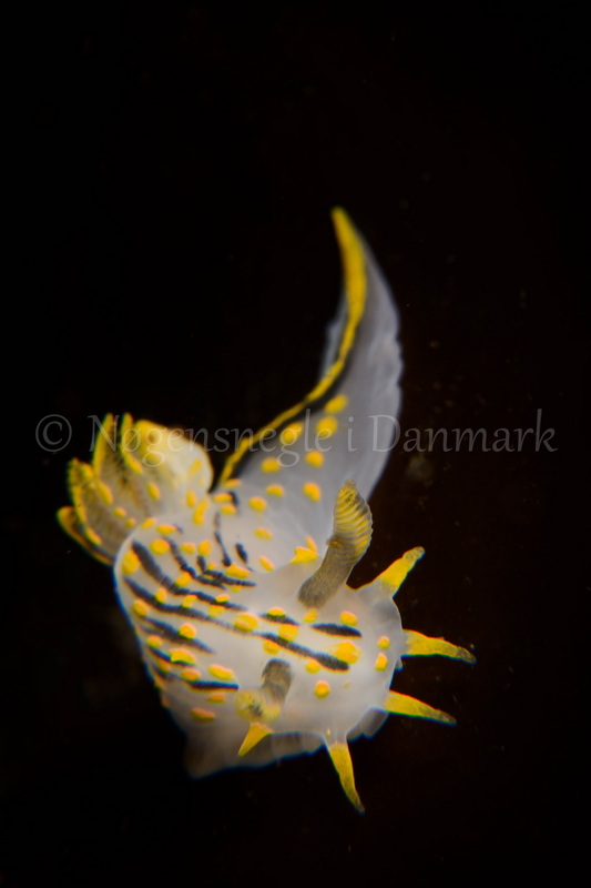 Foto: Peter Schou Kaiser ....... Polycers quadrilineata -- www.nudibranchia.dk