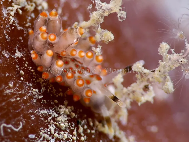 Amphorina viriola - Lyngsbo Strand - Foto: HP Ølgaard