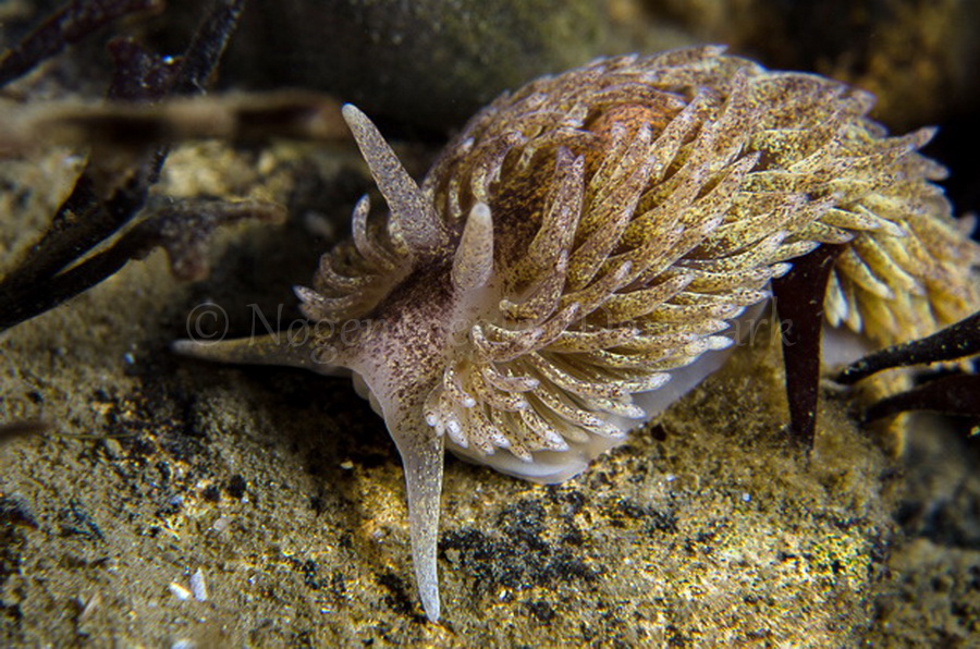 Foto: Lars Nedergaard ....... Aeolidia papillosa - www.nudibranchia.dk - Nøgensnegle i Danmark