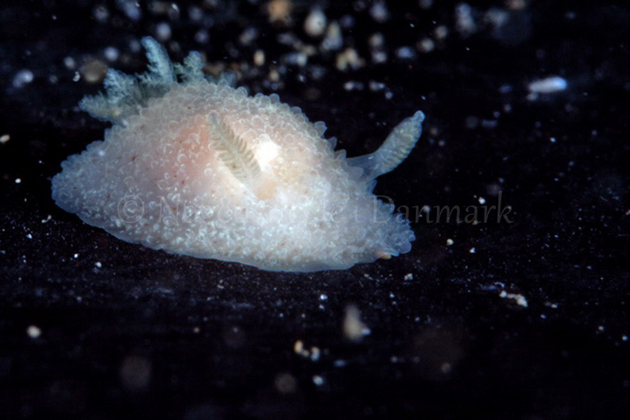 Foto: Poul Erik Rasmussen ....... Acanthodoris pilosa - www.nudibranchia.dk - Nøgensnegle i Danmark