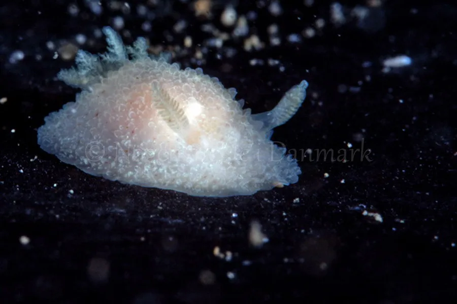 Foto: Poul Erik Rasmussen ....... Acanthodoris pilosa - www.nudibranchia.dk - Nøgensnegle i Danmark