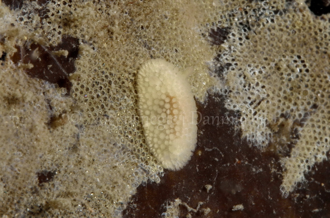 Foto: Jørn Ari....... Onchidoris muricata-- www.nudibranchia.dk