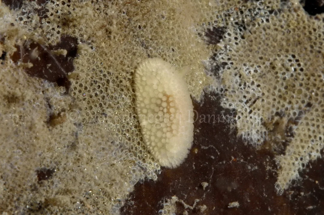 Foto: Jørn Ari....... Onchidoris muricata-- www.nudibranchia.dk