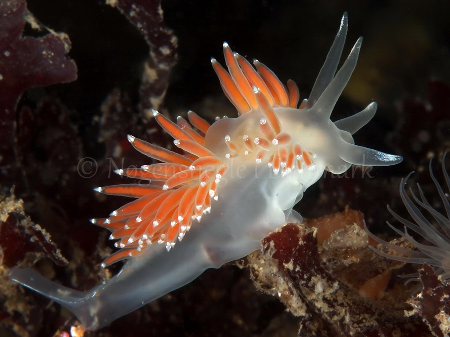 Foto: Jørn Ari ....... Flabellina browni - www.nudibranchia - Nøgensnegle i Danmark