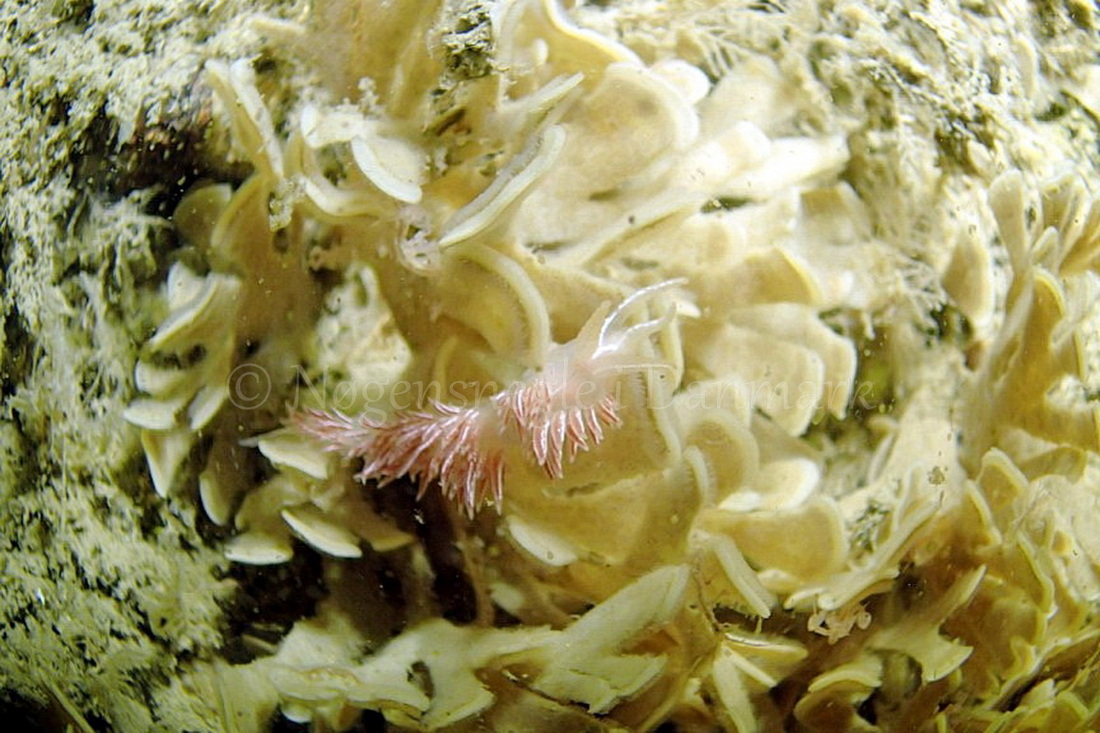 Foto: Frank Blom ....... Flabellina lineata -- www.nudibranchia.dk