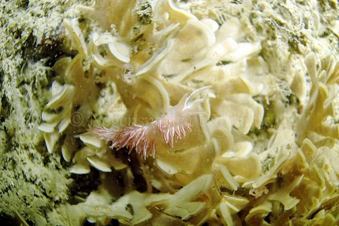 Foto: Frank Blom ....... Flabellina lineata -- www.nudibranchia.dk