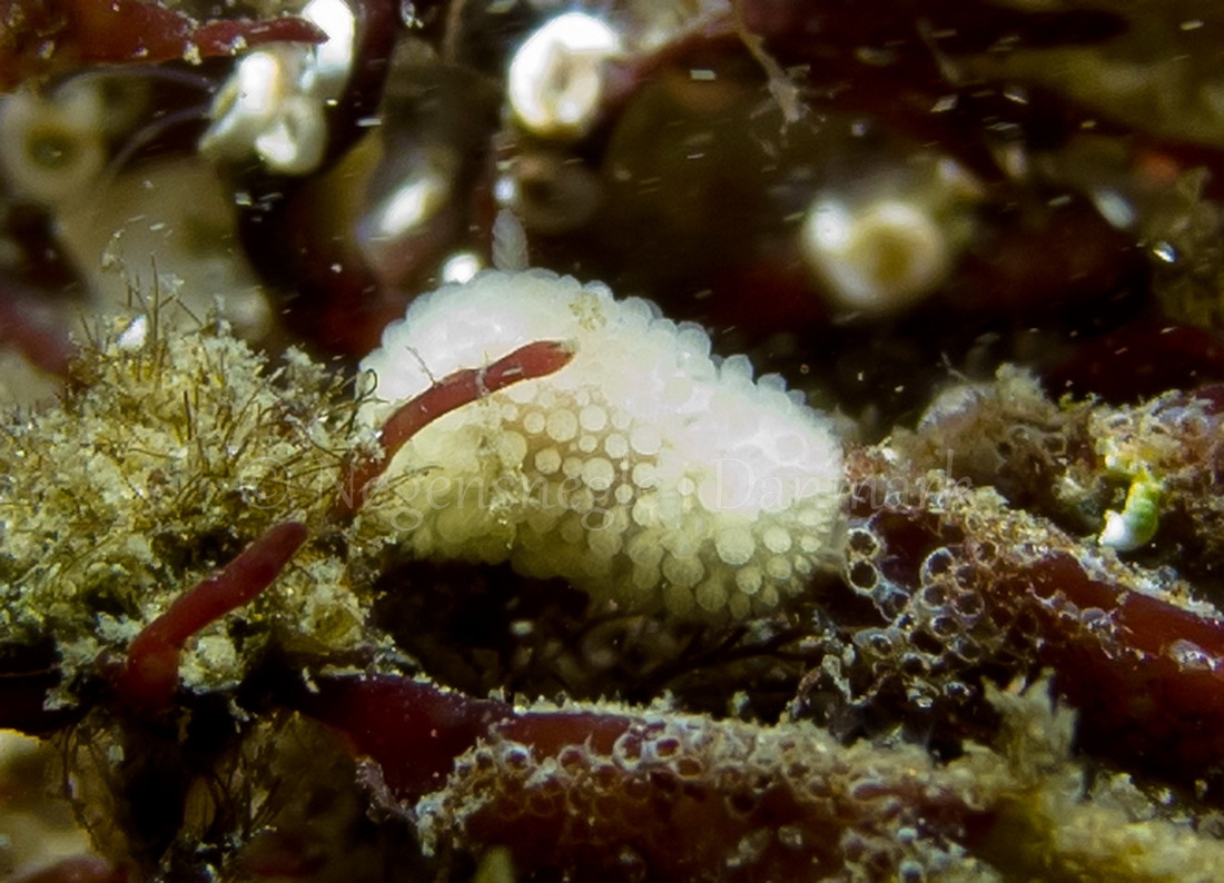 Foto: Martin Andersen ...... Onchidoris muricata -- www.nudibranchia.dk --