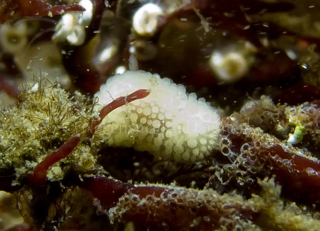 Foto: Martin Andersen ...... Onchidoris muricata -- www.nudibranchia.dk --