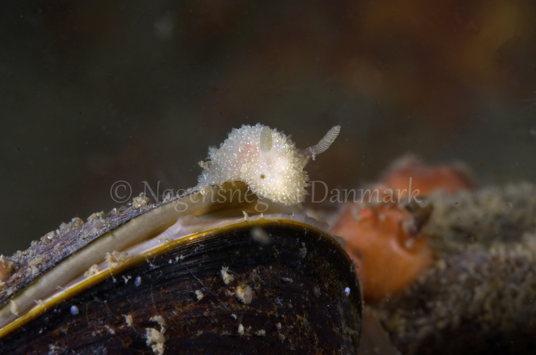 Foto: Jørn Ari ....... Acanthodoris pilosa -- www.nudibranchia.dk