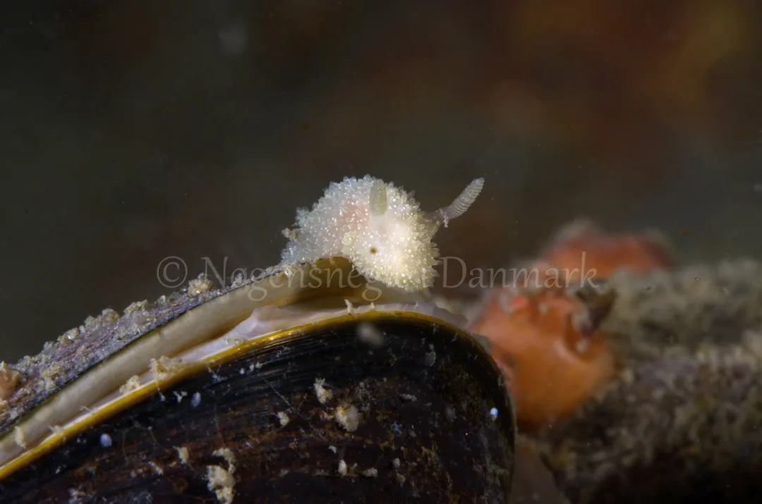 Foto: Jørn Ari ....... Acanthodoris pilosa -- www.nudibranchia.dk