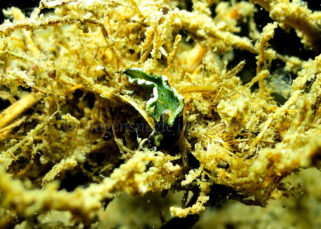 Foto: Martin Andersen....... Elysia viridis.  -- www.nudibranchia.dk --