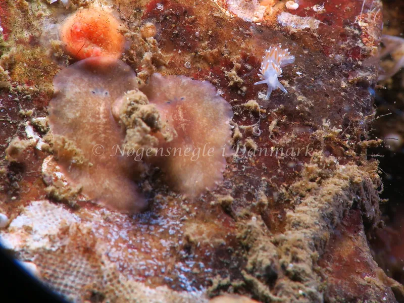 Coryphella verrucosa rufibranchialis - Lyngsbo Strand - Foto: HP Ølgaard