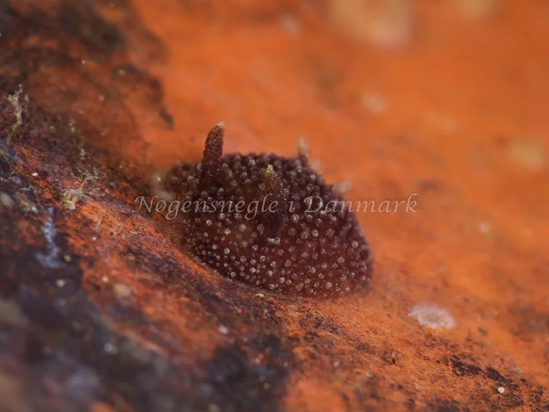 Acanthodoris pilosa - Kongebrogaarden - Foto: HP Ølgaard
