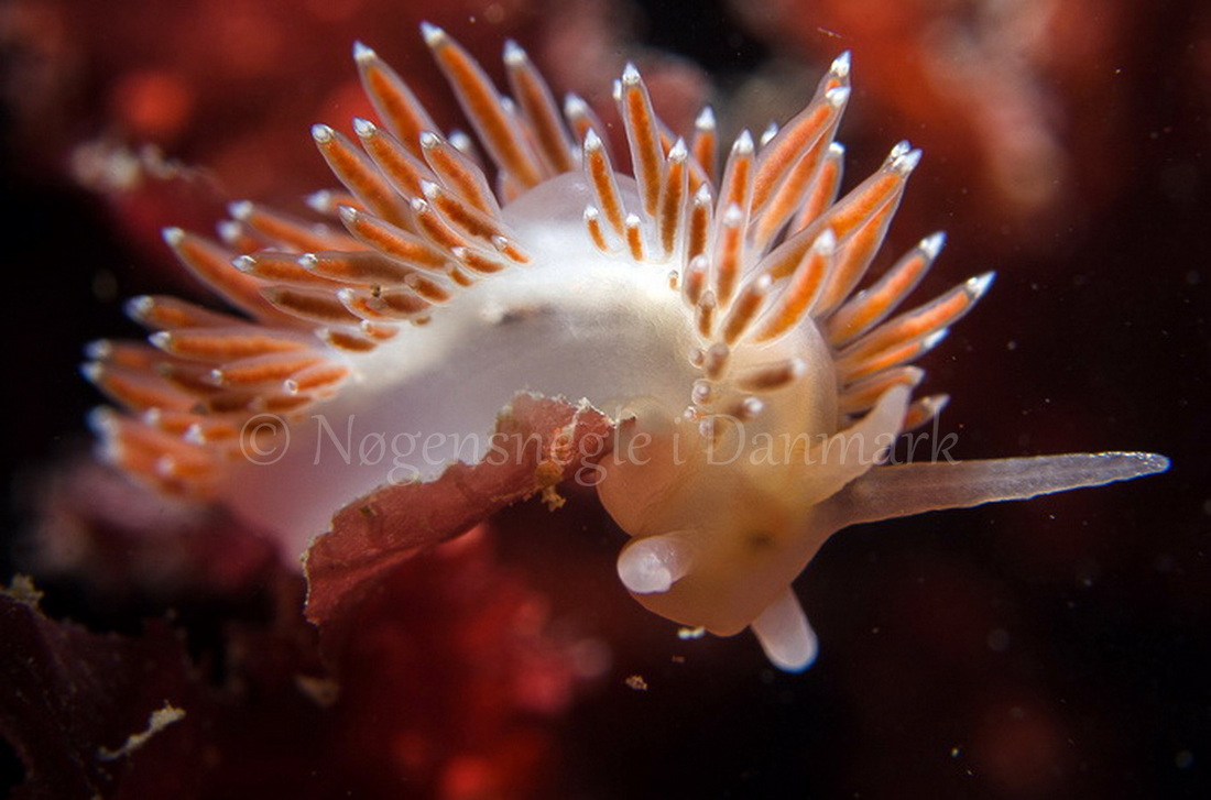 Foto: Lars Nedergaard ....... Flabellina browni - www.nudibranchia - Nøgensnegle i Danmark