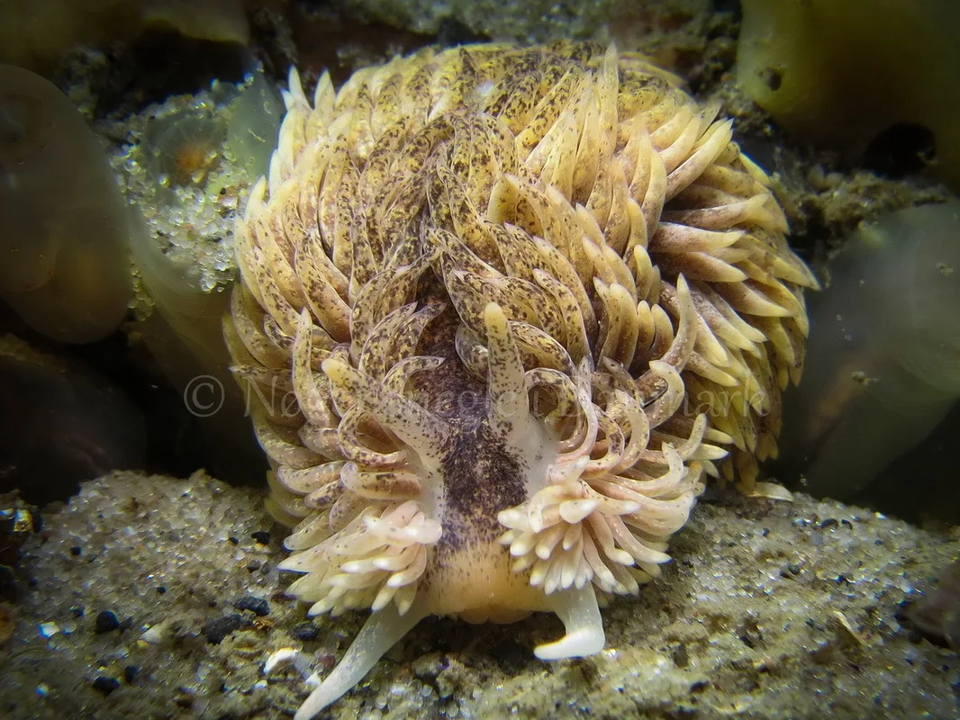 Foto: Claus Neupart....... Aeolidia papillosa -- www.nudibranchia.dk