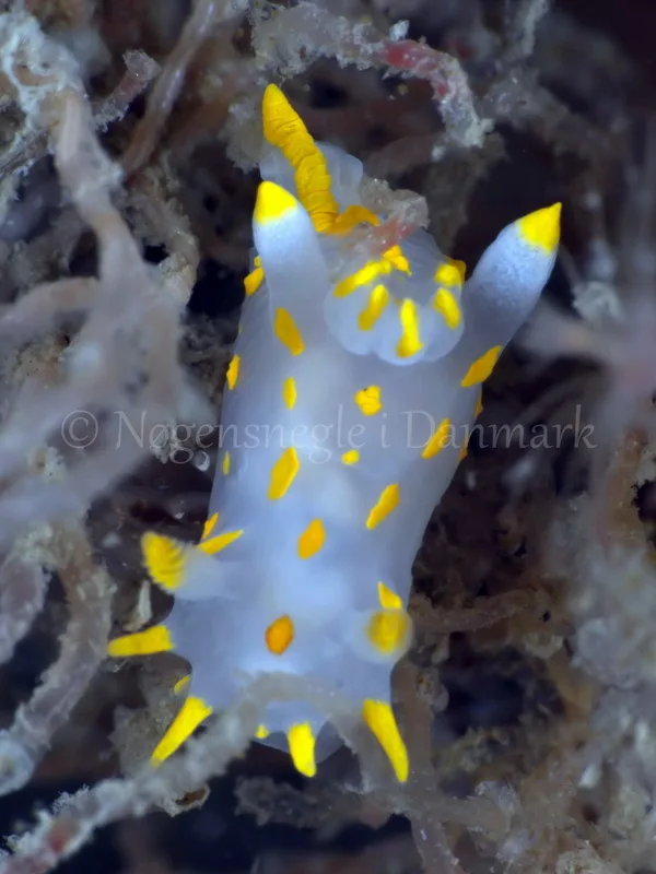 Foto: Jørn Ari.......Polycera quadrilineata-- www.nudibranchia.dk --