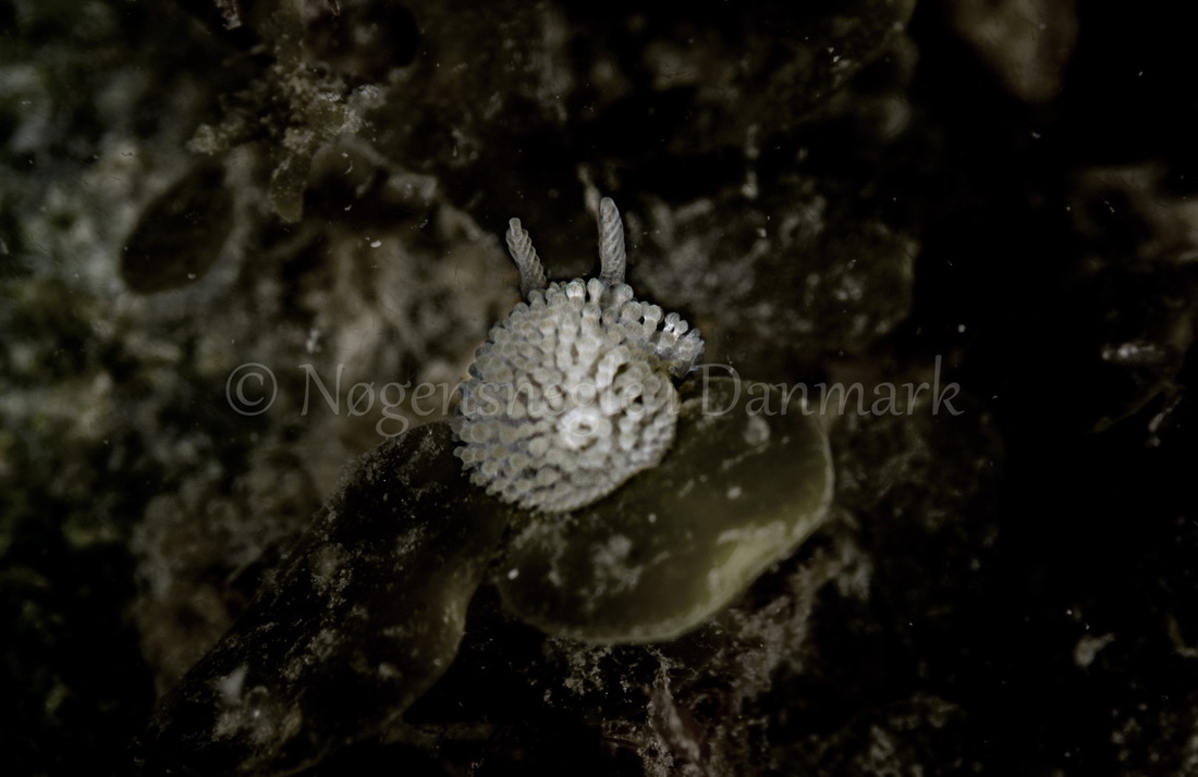 Foto: Henrik Obsen ....... Onchidoris muricata - www.nudibranchia.dk - Nøgensnegle i Danmark