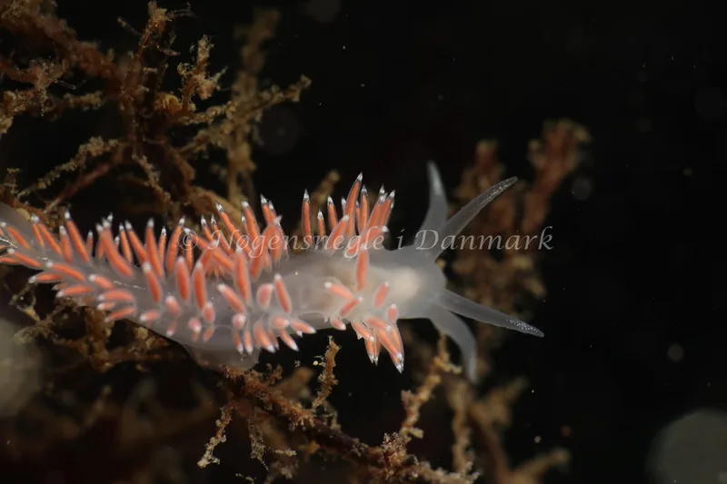 Coryphella verrucosa rufibranchialis - Lyngsbo Strand - Foto: AnneKatrine Frederiksen
