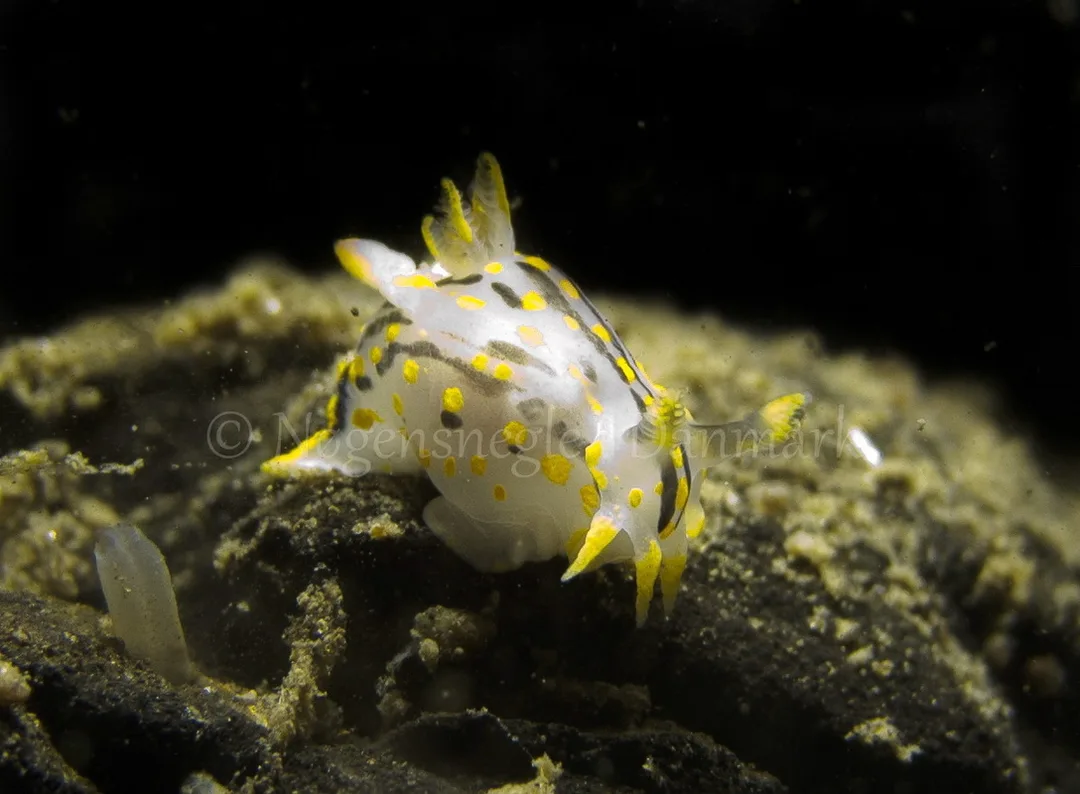 Foto: Martin Andersen....... Polycera quadrilineata -- www.nudibranchia.dk