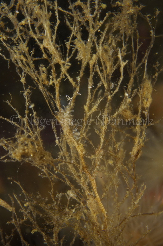 Foto: Jørn Ari.......Eubranchus rupium -- www.nudibranchia.dk --