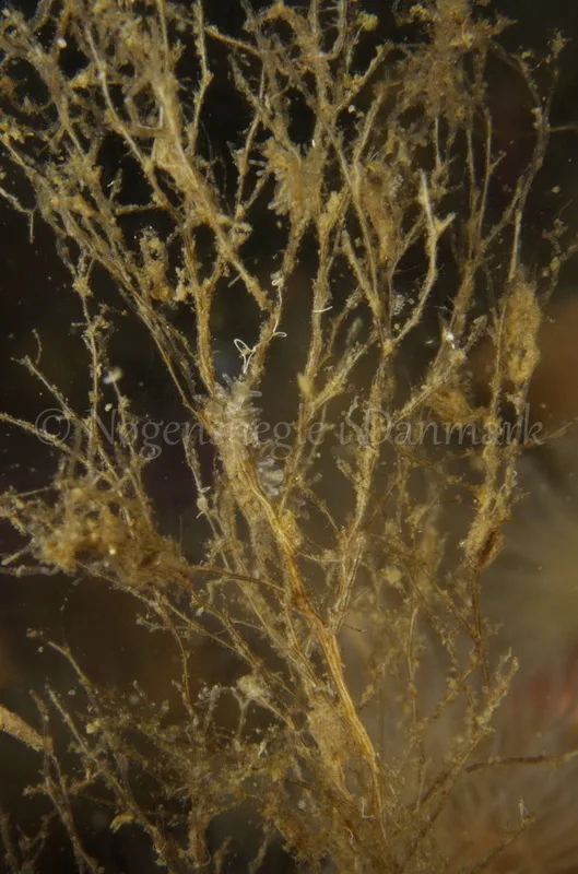 Foto: Jørn Ari.......Eubranchus rupium -- www.nudibranchia.dk --