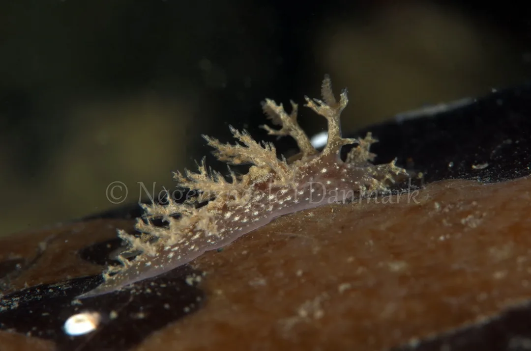 Foto: Jørn Ari ....... Dendronotus frondosus - www.nudibranchia.dk - Nøgensnegle i Danmark