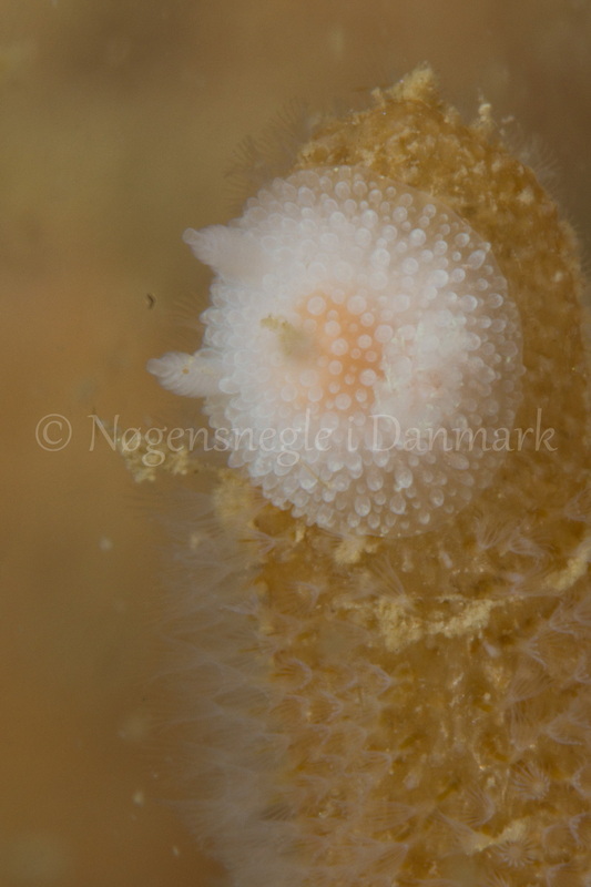 Foto: Poul Erik Rasmussen ....... Acanthodoris pilosa-- www.nudibranchia.dk
