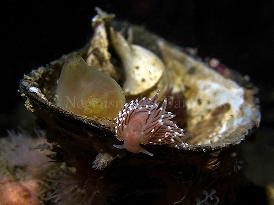 Foto: Hrumpff ....... Facelina bostoniensis - www.nudibranchia.dk - Nøgensnegle i Danmark