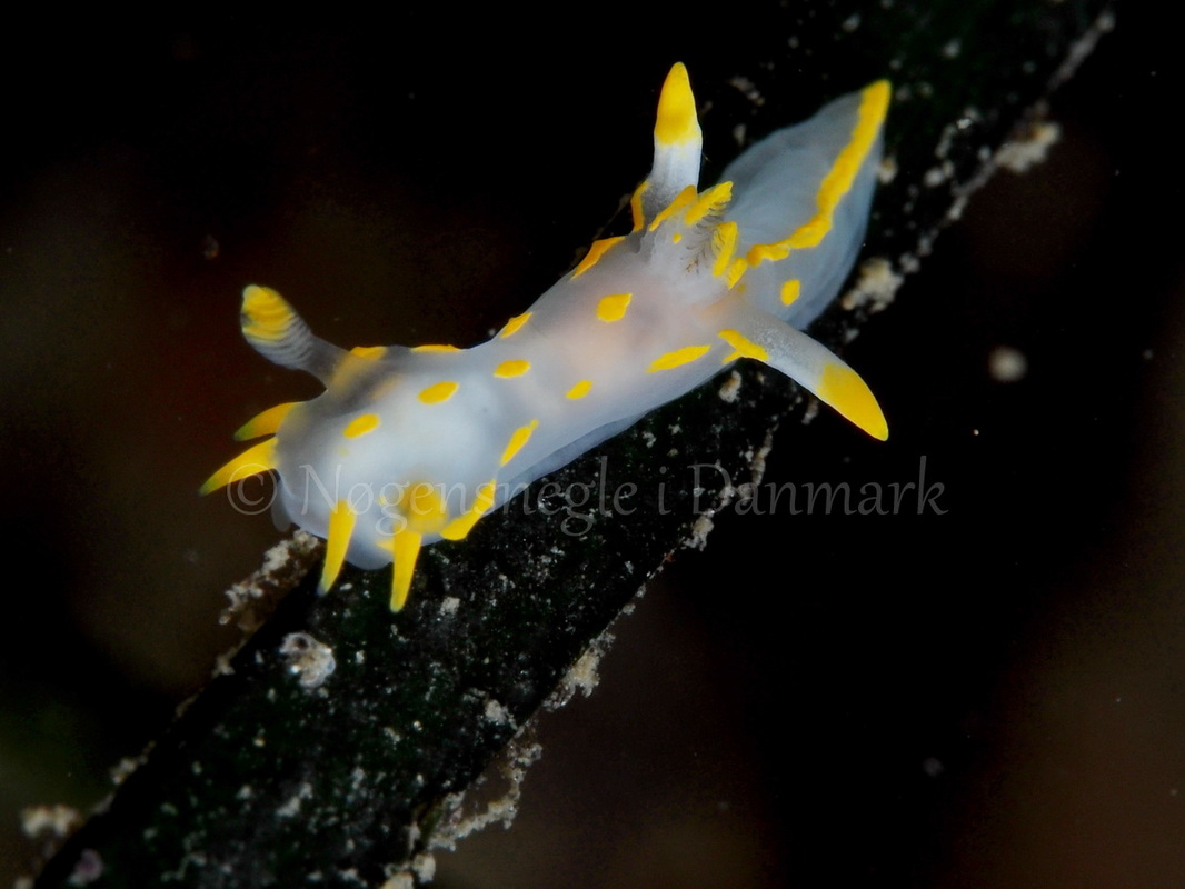 Foto: Peter R. Hansen ....... Polycera quadrilineata -- www.nudibranchia.dk