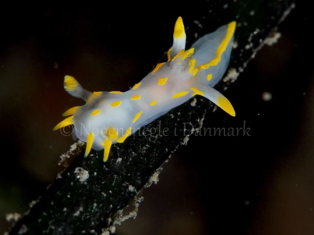 Foto: Peter R. Hansen ....... Polycera quadrilineata -- www.nudibranchia.dk