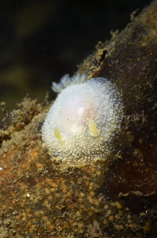 Foto: Jørn Ari ....... Acanthodoris pilosa -- www.nudibranchia.dk