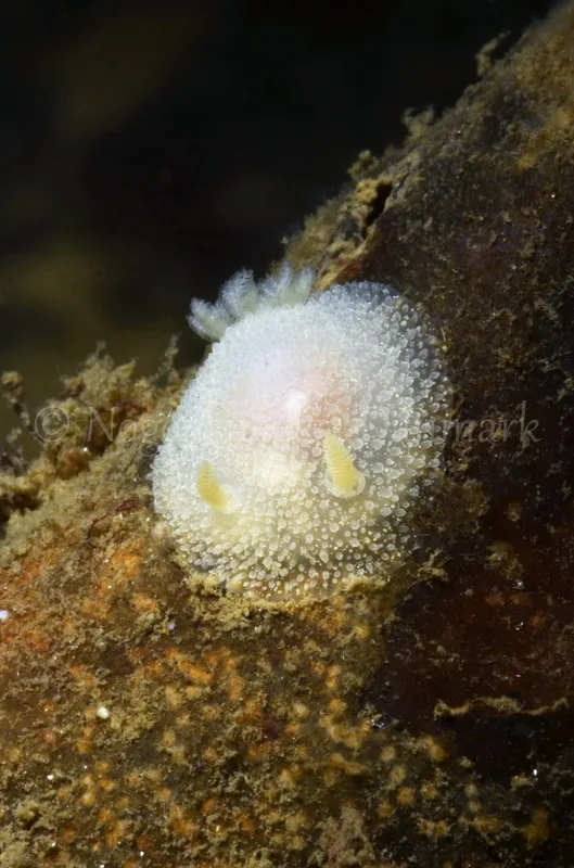 Foto: Jørn Ari ....... Acanthodoris pilosa -- www.nudibranchia.dk