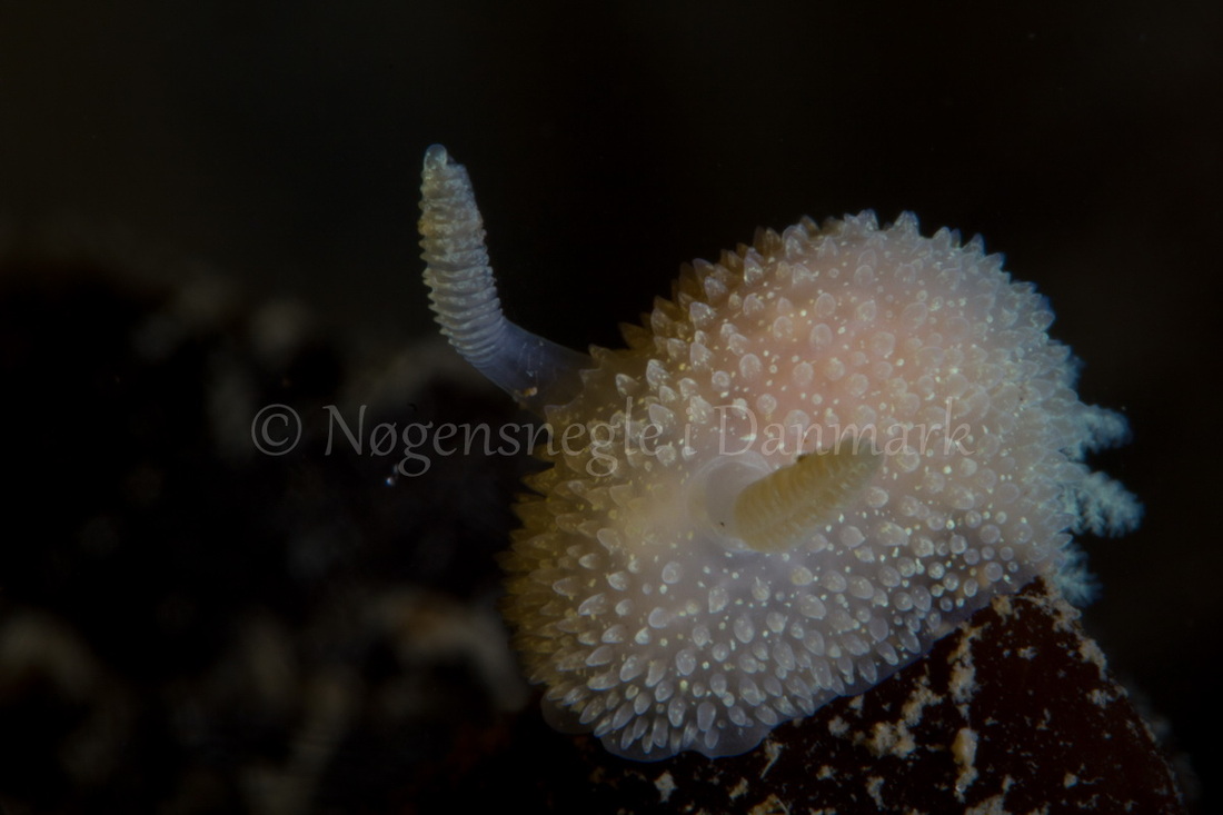 Foto: Poul Erik Rasmussen ....... Acanthodoris pilosa -- www.nudibranchia.dk