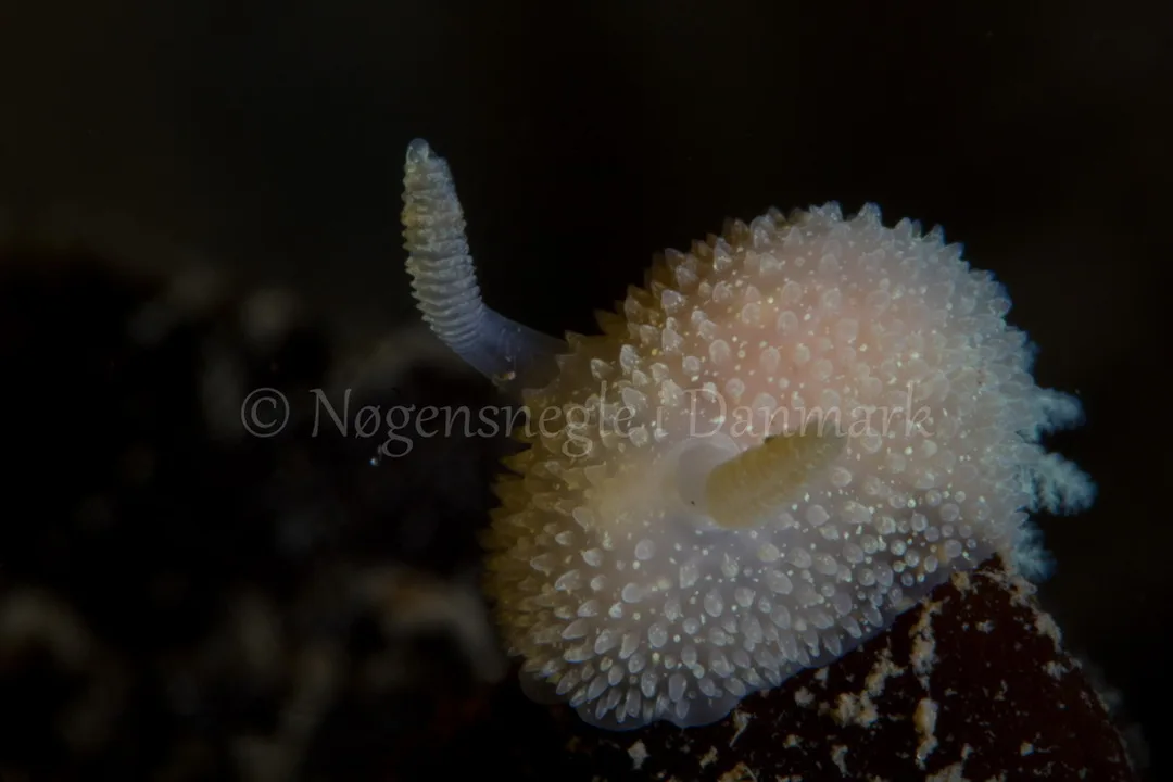 Foto: Poul Erik Rasmussen ....... Acanthodoris pilosa -- www.nudibranchia.dk